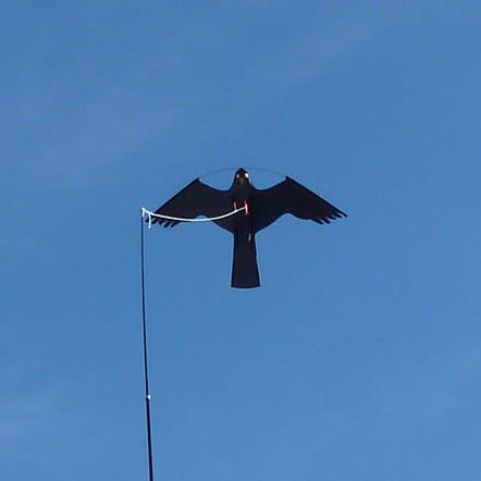 Måkejager drage/hauk