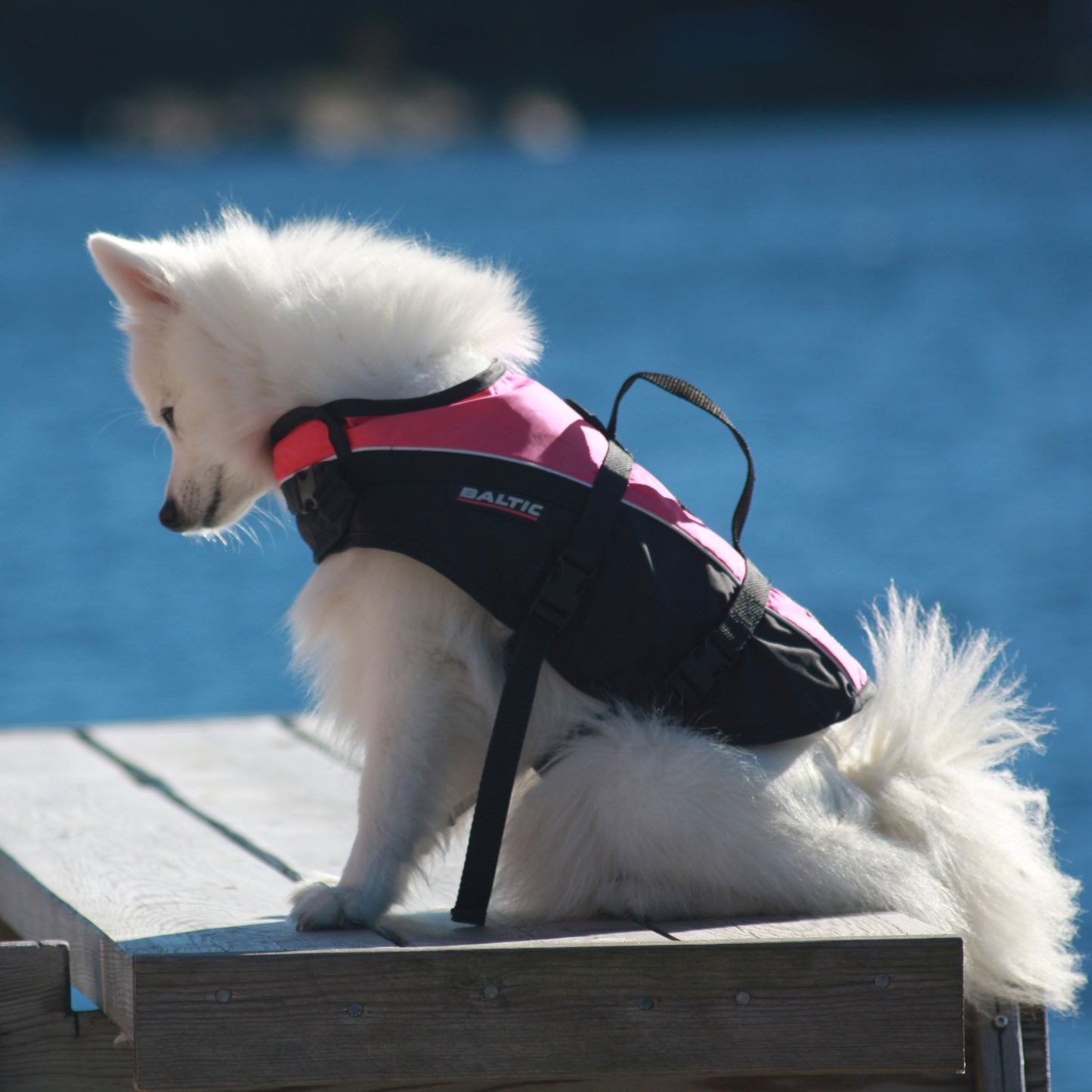 Baltic Mascot hundevest oransje/svart